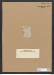 Diatomeae indet. Zeichnungen Sammlung Grunow Nr. 1831 (NHMW-BOT-W0368758)